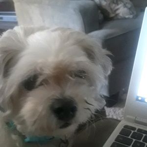 Meet your Posher, Jayla